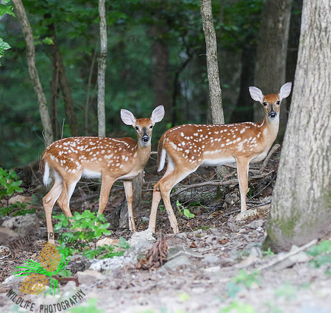 Twin fawns - 17