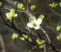 Dogwood