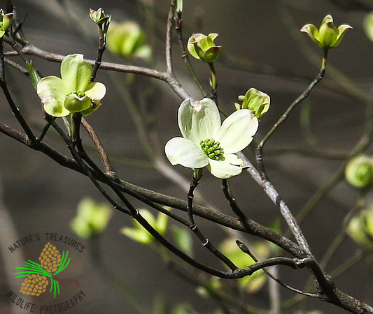 Dogwood