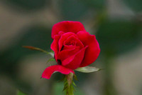 Red rose bud