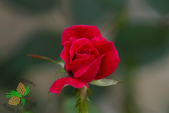 Red rose bud