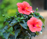 Hibiscus #2