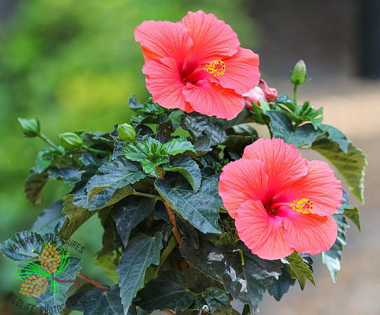 Hibiscus #2