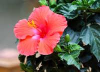 Hibiscus #3