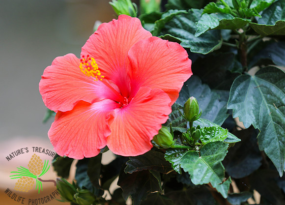 Hibiscus #3