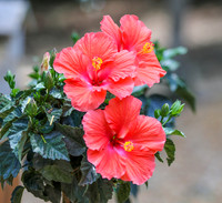 Hibiscus #4