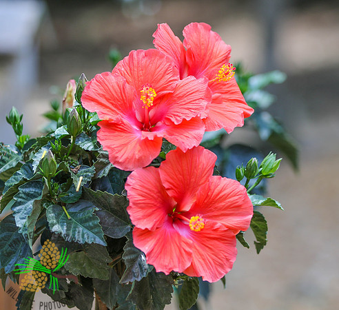 Hibiscus #4