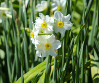 Jonquils
