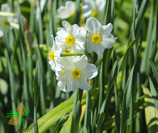 Jonquils