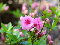Pink rosebud azalea