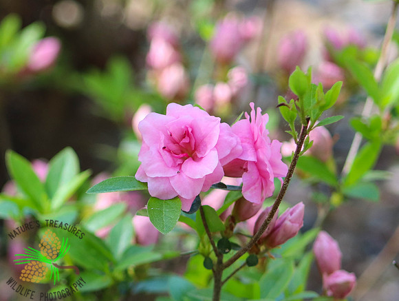 Pink rosebud azalea