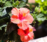 Hibiscus #5