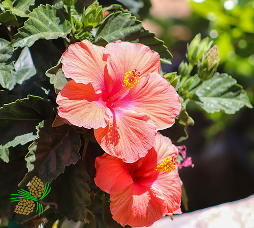Hibiscus #5