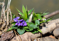 Violets