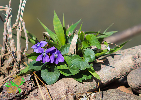 Violets
