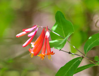 Trumpet honeysuckle #2