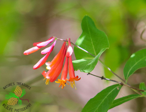 Trumpet honeysuckle #2