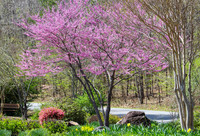 Garden at Lake Cortez