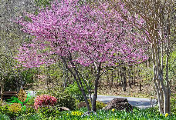 Garden at Lake Cortez