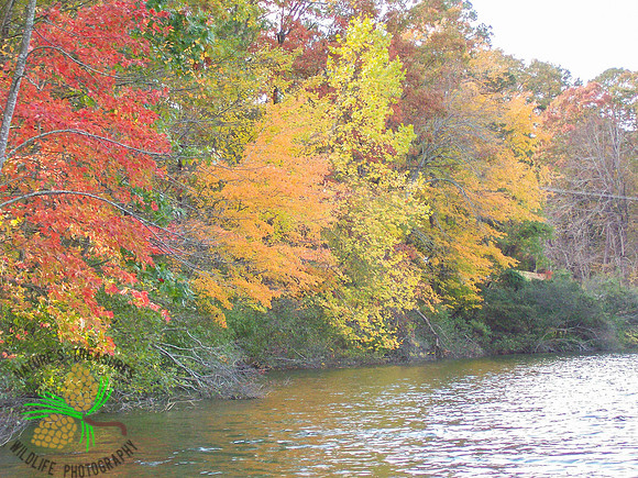 Fall colors on Lake DeSoto