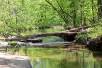 Summer on Cedar Creek