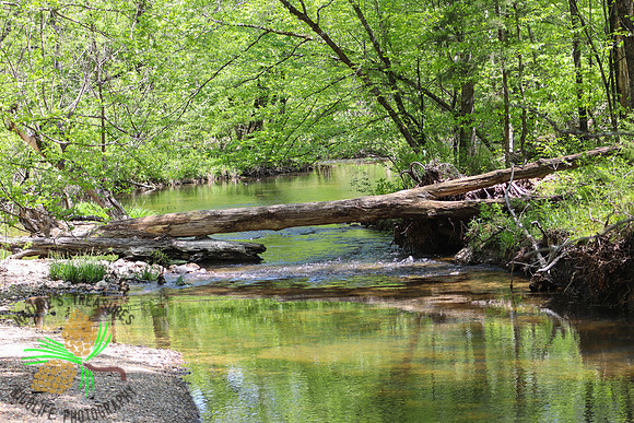 Summer on Cedar Creek