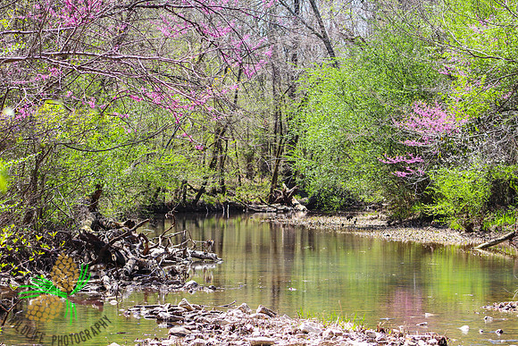 Spring on Cedar Creek