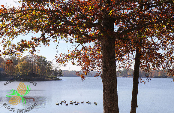 Autumn on the lake