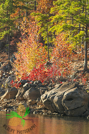 Fall color on Lake Ouachita