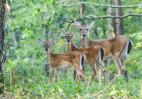 "Stacking" Deer