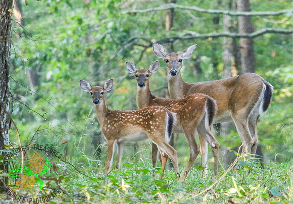 "Stacking" Deer