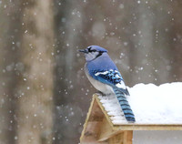 Blue jay on roof