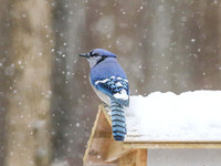 Blue jay on roof #2