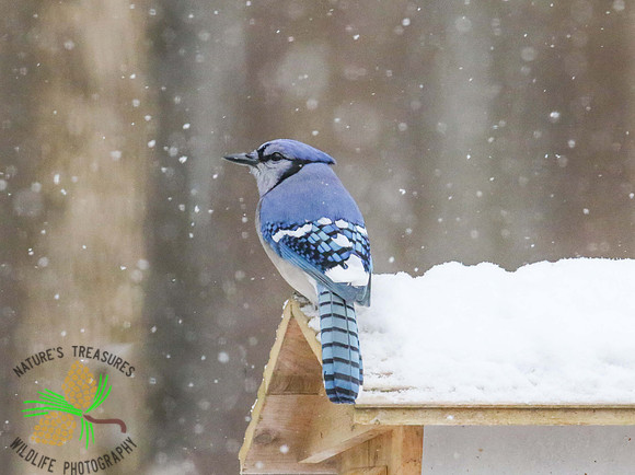 Blue jay on roof #2