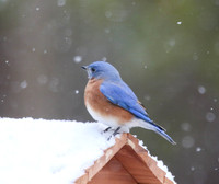 Bluebird on snowy roof
