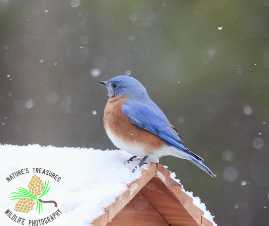 Bluebird on snowy roof