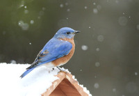 Bluebird on roof