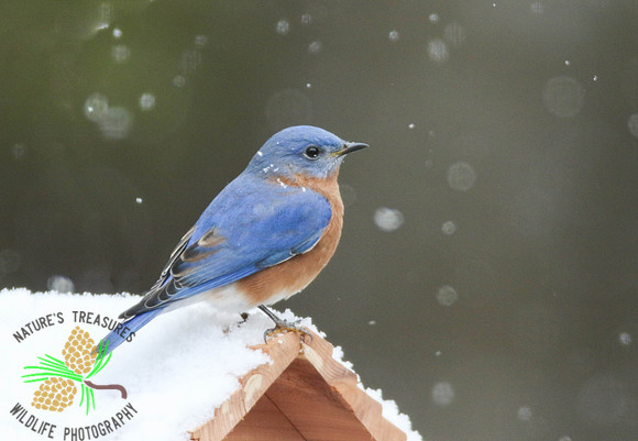 Bluebird on roof