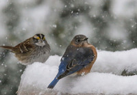 Bluebird with sparrow