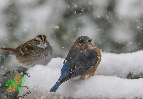 Bluebird with sparrow