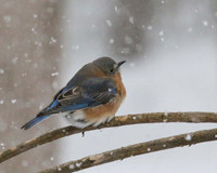 Bluebird on limb