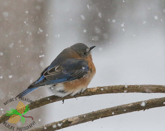 Bluebird on limb