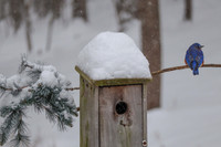 Bluebird at nesting box