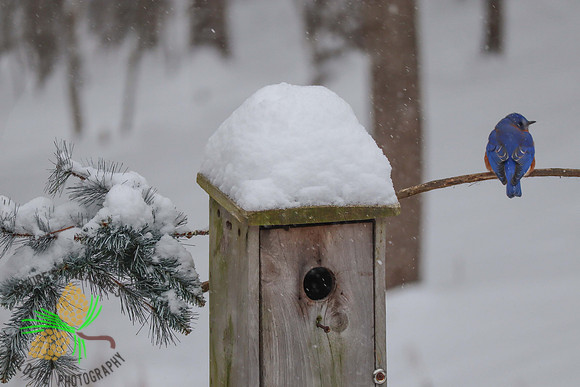 Bluebird at nesting box