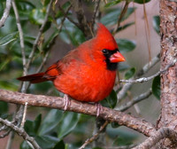 Cardinal in pine
