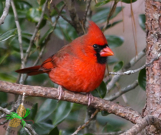 Cardinal in pine