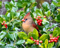 Cardinal (female) in holly