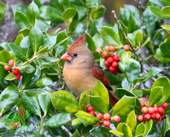 Cardinal (female) in holly