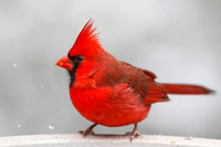 Cardinal on birdbath #2