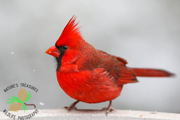 Cardinal on birdbath #2